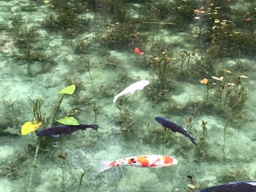 【名古屋発】予約困難!大人気観光列車「ながら」乗車体験&ホテル積翠園で和食ランチ3
